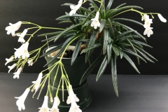 Primulina ‘Minnie Pearl’Barb Borleske, Delaware (USA)