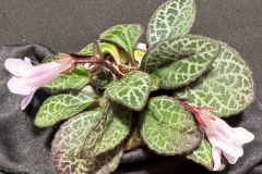 Primulina 'JV Yung Love' x P. pseudoyungfuensisJim Vlasic, Minnesota (USA)