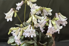 Primulina cultivar JF-EF 02Jim Vlasic, Minnesota (USA)