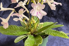 Streptocarpus ‘Fred’s Simple One’Ray Coyle, Pennsylvania (USA)