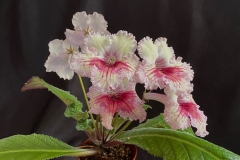 Streptocarpus ‘Femme Fatale’Beverly Wombold, Arizona (USA)