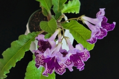 Streptocarpus 'Harlequin Lace’Linda Minnis, Illinois (USA)