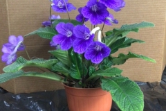 Streptocarpus ‘John’s Grape Soda’Cathy Willis, Ohio (USA)