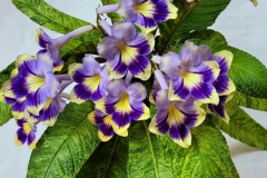 Streptocarpus 'Morning Magic’Terri Vicenzi, Indiana (USA)