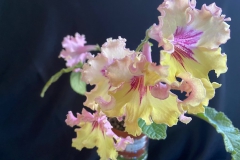 Streptocarpus 'PK-Motyl’Beverly Wombold, Arizona (USA)