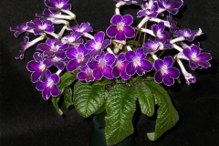 Streptocarpus 'Raydar's Glow Baby’Dale Martens, Iowa (USA)