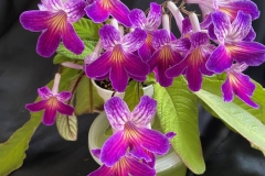 Streptocarpus ‘SYB-Neon Joy’Beverly Wombold, Arizona (USA)