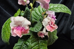 Streptocarpus 'VaT-Mandarinka' Judith Smith, Pennsylvania (USA)