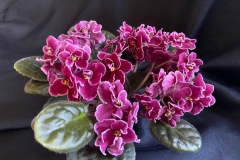 Saintpaulia 'Bob Serbin’Beverly Wombold, Arizona (USA)