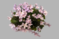 Saintpaulia 'Carolina Bodacious’Mel Grice, Ohio (USA)