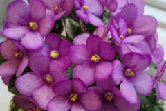 Saintpaulia cultivarTerri Vicenzi, Indiana (USA)