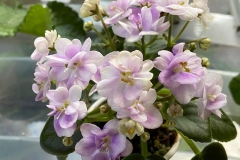 Saintpaulia ‘SK-Voliushka’Beverly Wombold, Arizona (USA)