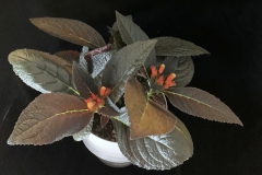 Chrysothemis pulchella (dark form)  Donna Beverin, MD
