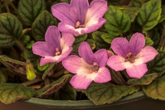 Sinninia concinna "Seropedica" Dave Zaitlin, KY