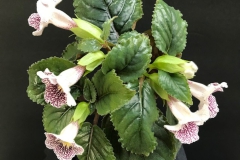 Sinningia guttata Barb Borleske, DE