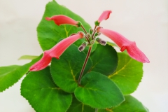 Sinningia iarae Louise Cheung, ON (Canada)