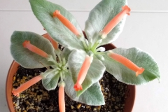 Sinningia leucotricha "Telemacho Borba" Paul Susi, CA