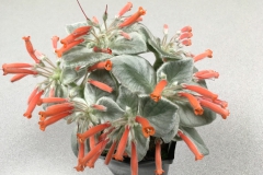 Sinningia leucotricha Charles Huston, MN