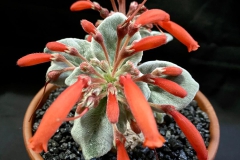 Sinningia leucotricha Stephen Maciejewski, PA
