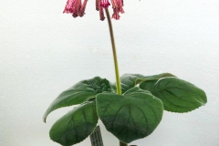 Sinningia piresiana Rimmer deVries, KY