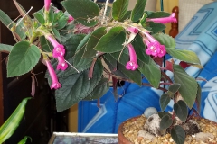 Sinningia reitzii Nancy Gilson, CT