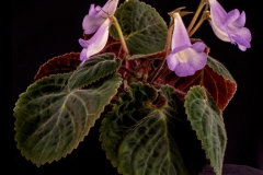 Sinningia speciosa 'Imbe' Dave Zaitlin, KY