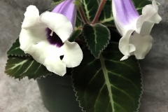 Sinningia speciosa 'Pedra Lisa' Mel Grice, OH