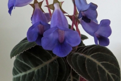 Sinningia speciosa Regina Jacquie Eisenhunt, CA