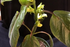 Sinningia villosa MJ Tyler, WA