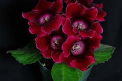 Sinningia speciosa Empress Mix (red) Ron Myhr, ON (Canada)