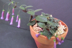 Sinningia 'Deep Purple Dreaming' Leslie Ann Miller, PA