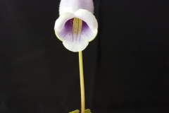 Sinningia eumorpha hybrid Linda Minnis, IL