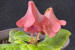 Sinningia 'HCY's Little Lover' Wallace Wells, NY