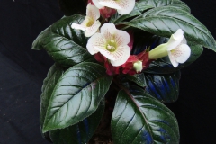 Sinningia helleri hybrid Leslie Ann Miller, PA