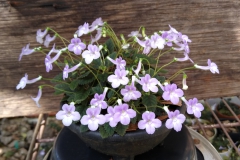 Sinningia hybrid A Jim Steuerlein, FL