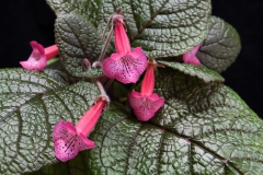 Sinningia hybrid (S. bullata x S. tubiflora) Louise Cheung, ON (Canada)