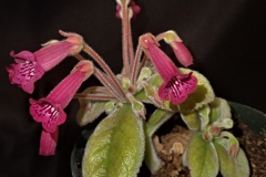 Sinningia hybrid (eumorpha x bullata) x (piresiana x leucotricha) Daniel Steele, OH