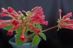 Sinningia hybrid (piresiana x (piresiana x cardinalis)) Daniel Steele, OH