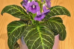 Sinningia hybrid Neville Pope, SA (Australia)