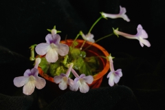 Sinningia 'Jung's China Doll' Lan Wu, CA