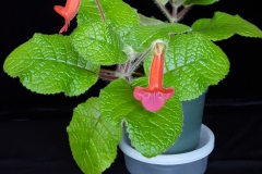 Sinningia 'Maxx' Linda Minnis, IL