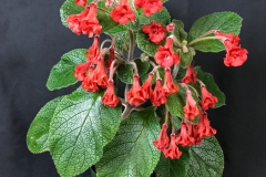 Sinningia 'Owlsee Red Hot' Steve Kerr, ON (Canada)