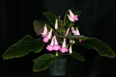 Sinningia 'Pink Tiger' Dale Martens , IA
