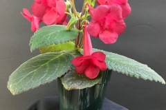 Sinningia 'Prudence Risley' Barb Borleske, DE