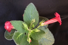 Sinningia 'Prudence Risley' MJ Tyler, WA