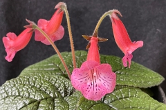 Sinningia 'Romanza' Wallace Wells, NY