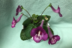 Sinningia 'SRG's Piyou' Mel Grice, OH