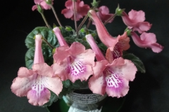 Sinningia 'Sher's Pink Tiger' Sherry Mierau, AB (Canada)