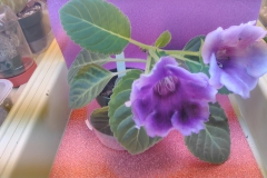 Sinningia speciosa 'Empress' Levin Tilghman, PA