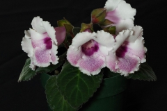Sinningia speciosa hybrid 'Rock Loves Paul' Ron Myhr, ON (Canada)